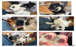 French Bulldog dogs for sale: Benny - Image 7