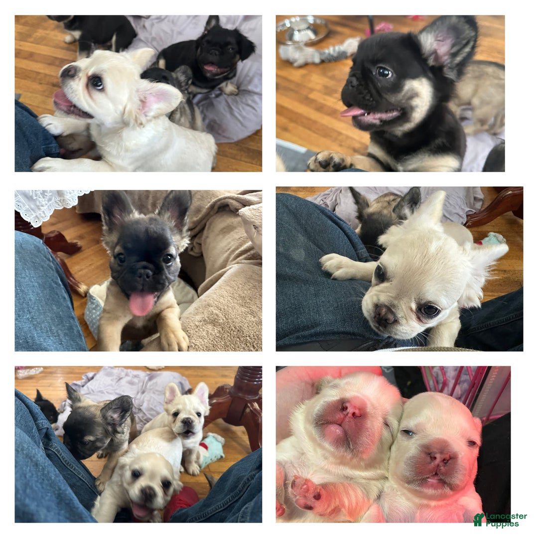 French Bulldog dogs for sale: Benny - Image 7