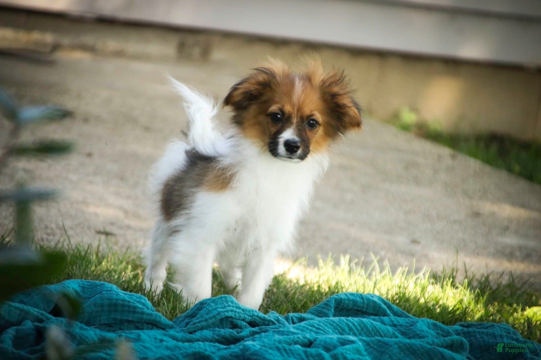 Papillon dogs for sale: Rome - Image 37