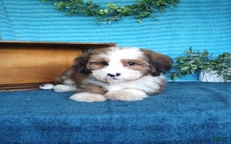 Havanese dogs for sale: Dallas - Image 7