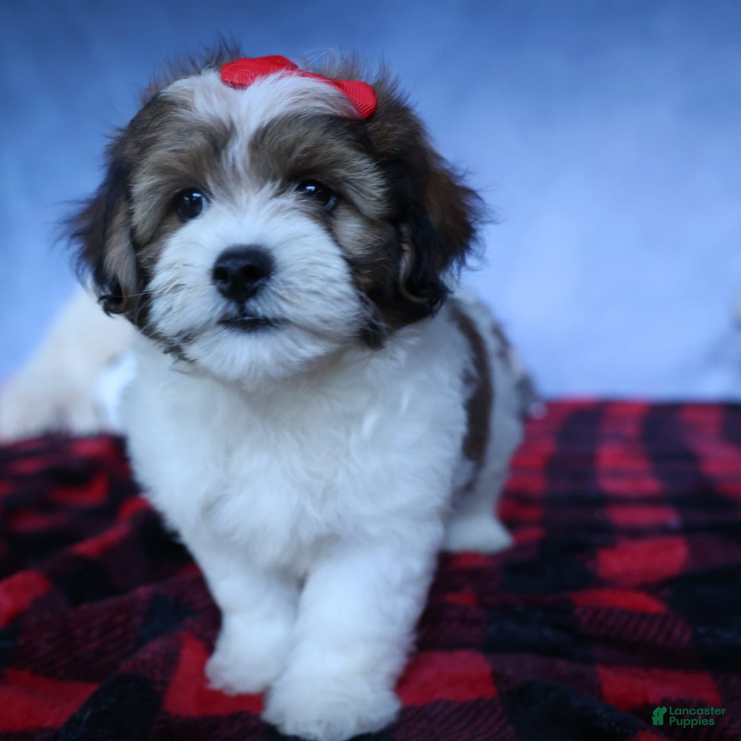 Shihpoo dogs for sale: Hugo - Image 14