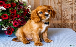 Cavalier King Charles Spaniel dogs for sale: Oliver - Image 18