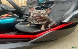 French Bulldog dogs for sale: Royal - Image 9