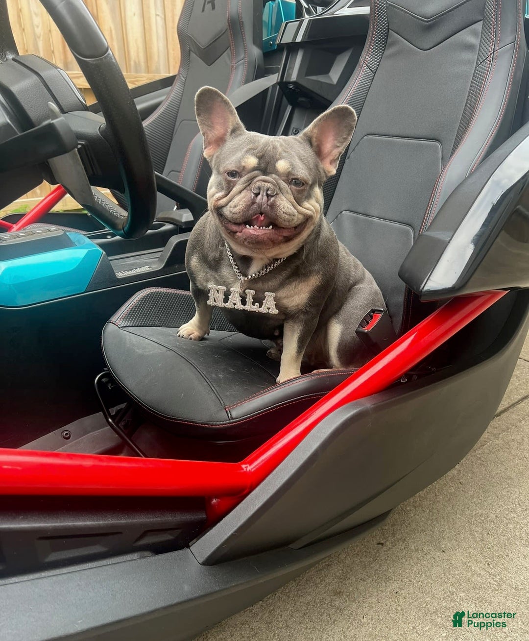 French Bulldog dogs for sale: Royal - Image 9