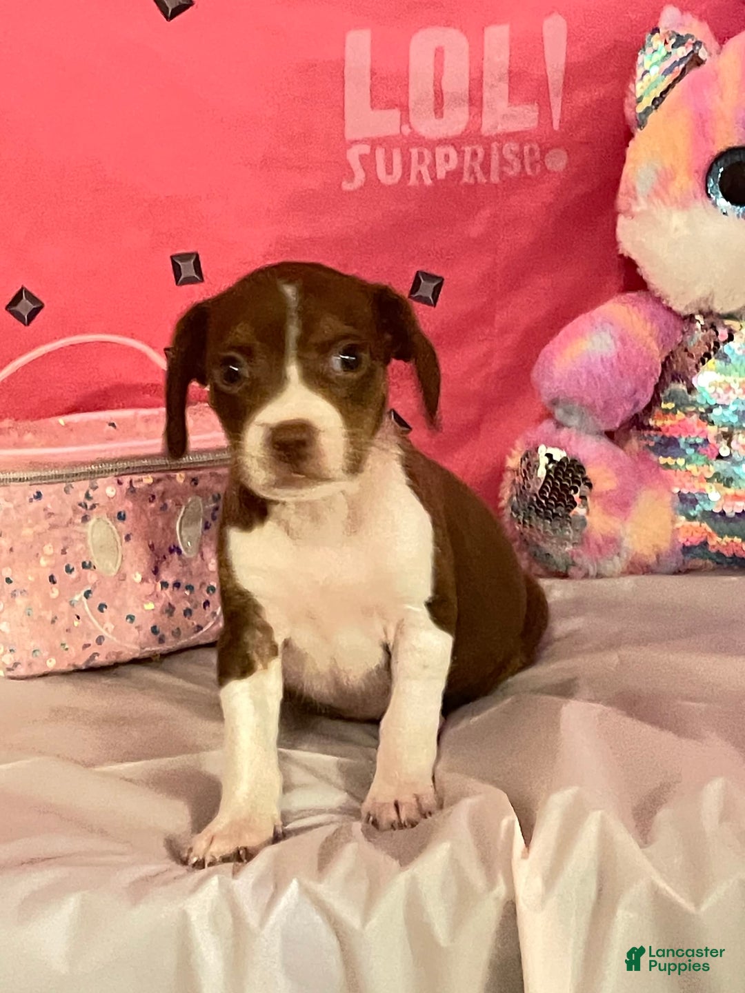 Boston Terrier dogs for sale: Zoey - Image 2