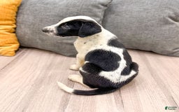 Dalmatian dogs for sale: Manny - Image 4