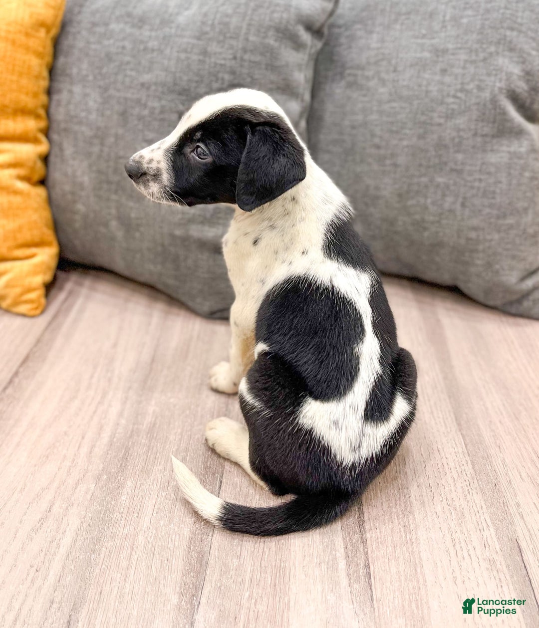 Dalmatian dogs for sale: Manny - Image 4
