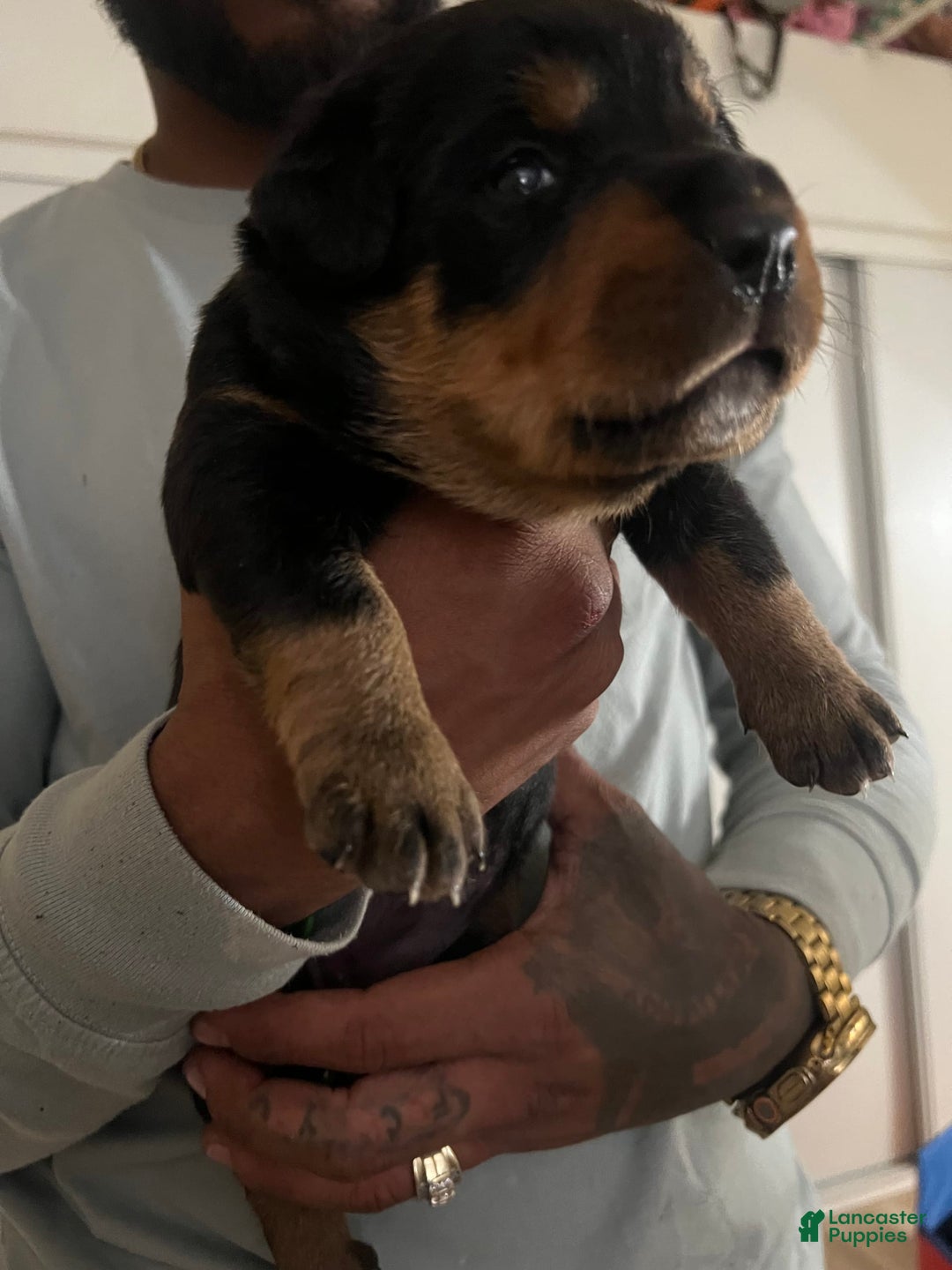 Bernese Mountain Dog dogs for sale: Heaven - Image 2
