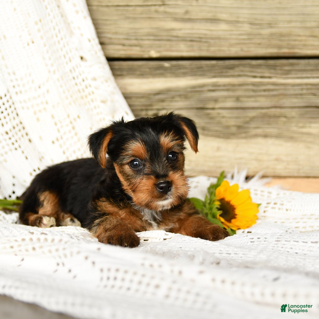 Yorkshire Terrier dogs for sale: London - Image 1
