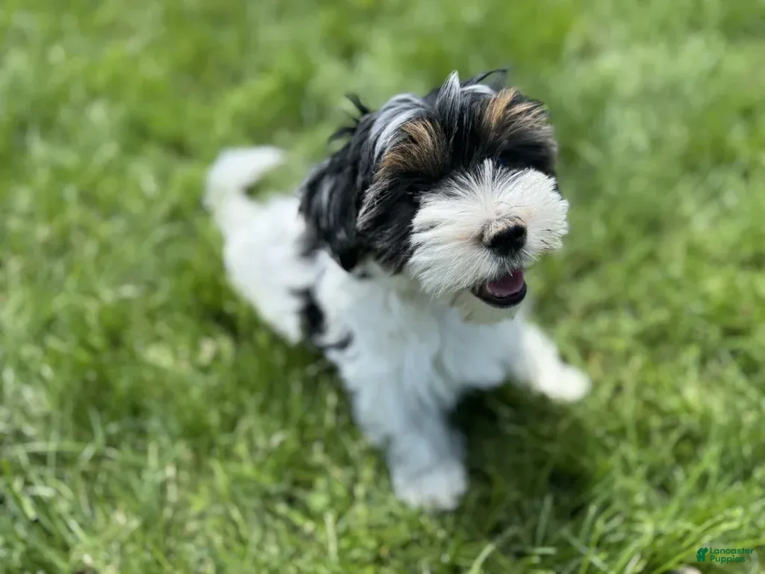 Yorkshire Terrier dogs for sale: Lola - Image 5