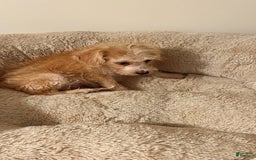 Yorkiepoo dogs for sale: Fin - Image 2