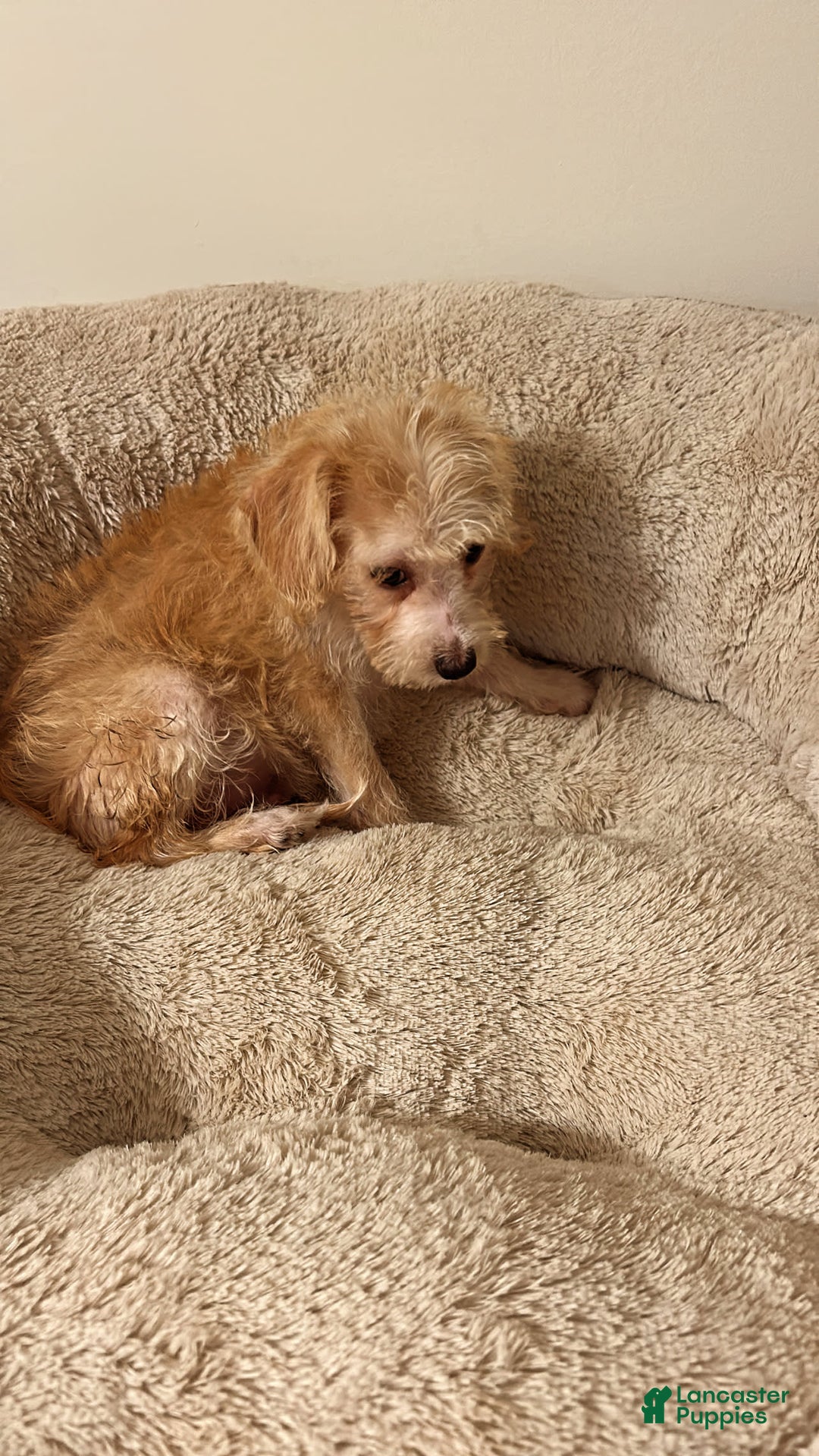 Yorkiepoo dogs for sale: Fin - Image 2
