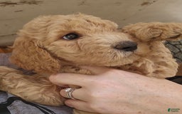 Goldendoodle dogs for sale: Harley - Image 1