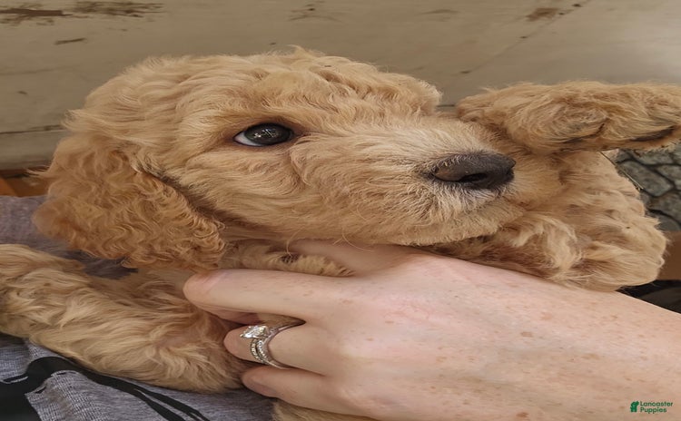 Goldendoodle dogs for sale - Ad 1