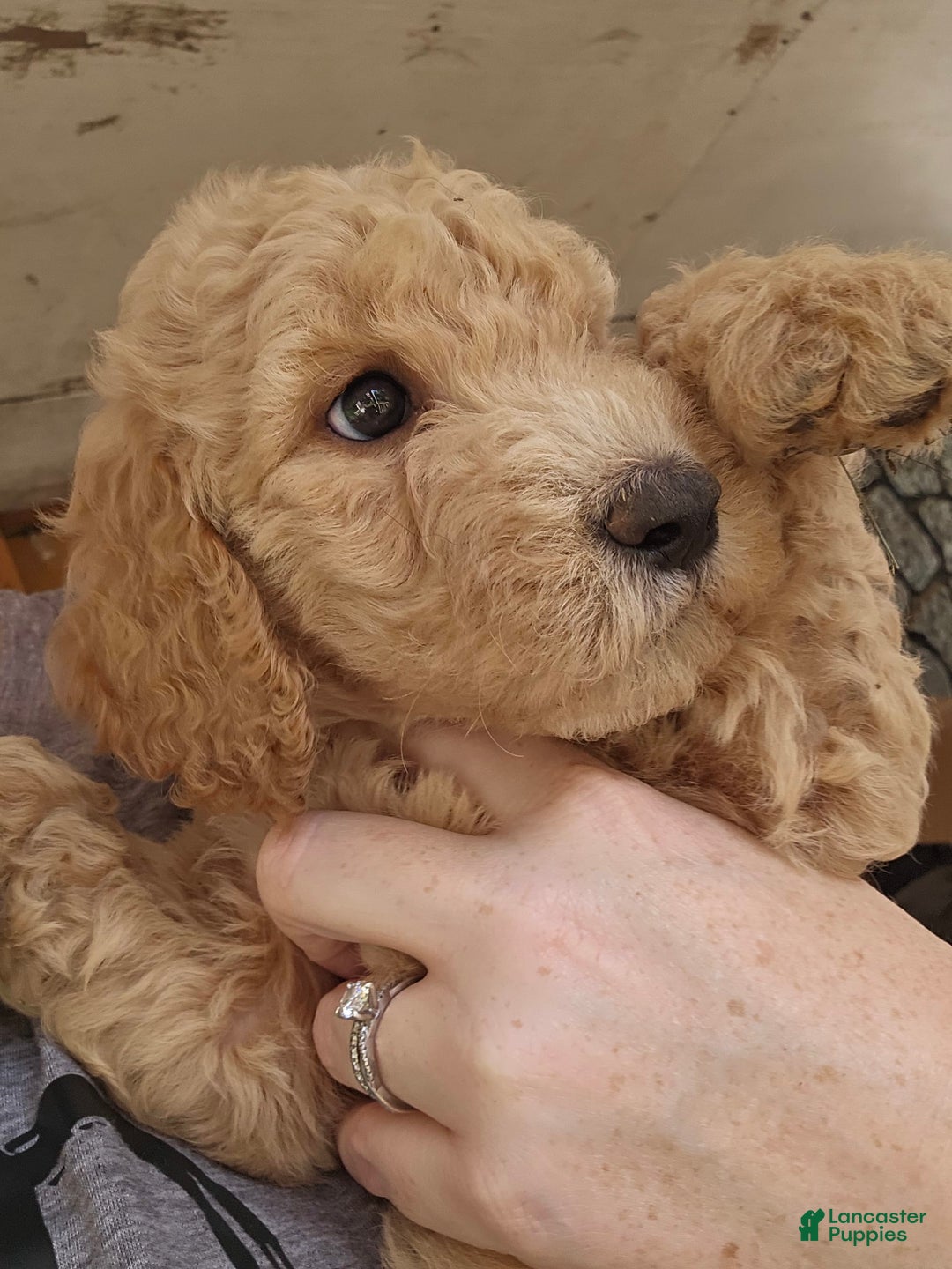 Goldendoodle dogs for sale: Harley - Image 1