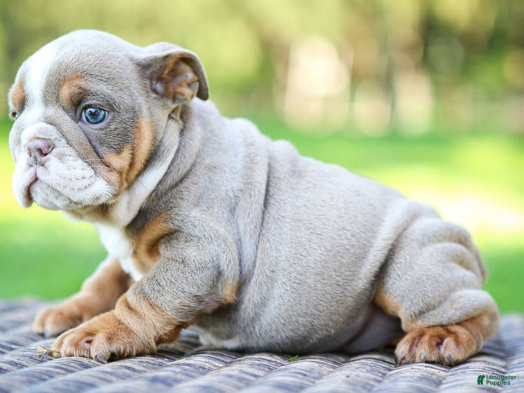English Bulldog dogs for sale: Lexie - Image 4