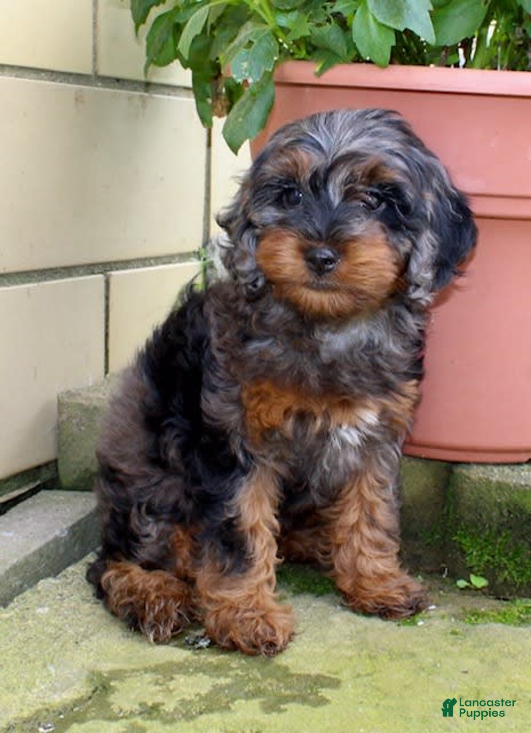 Cockapoo dogs for sale: Star - Image 3