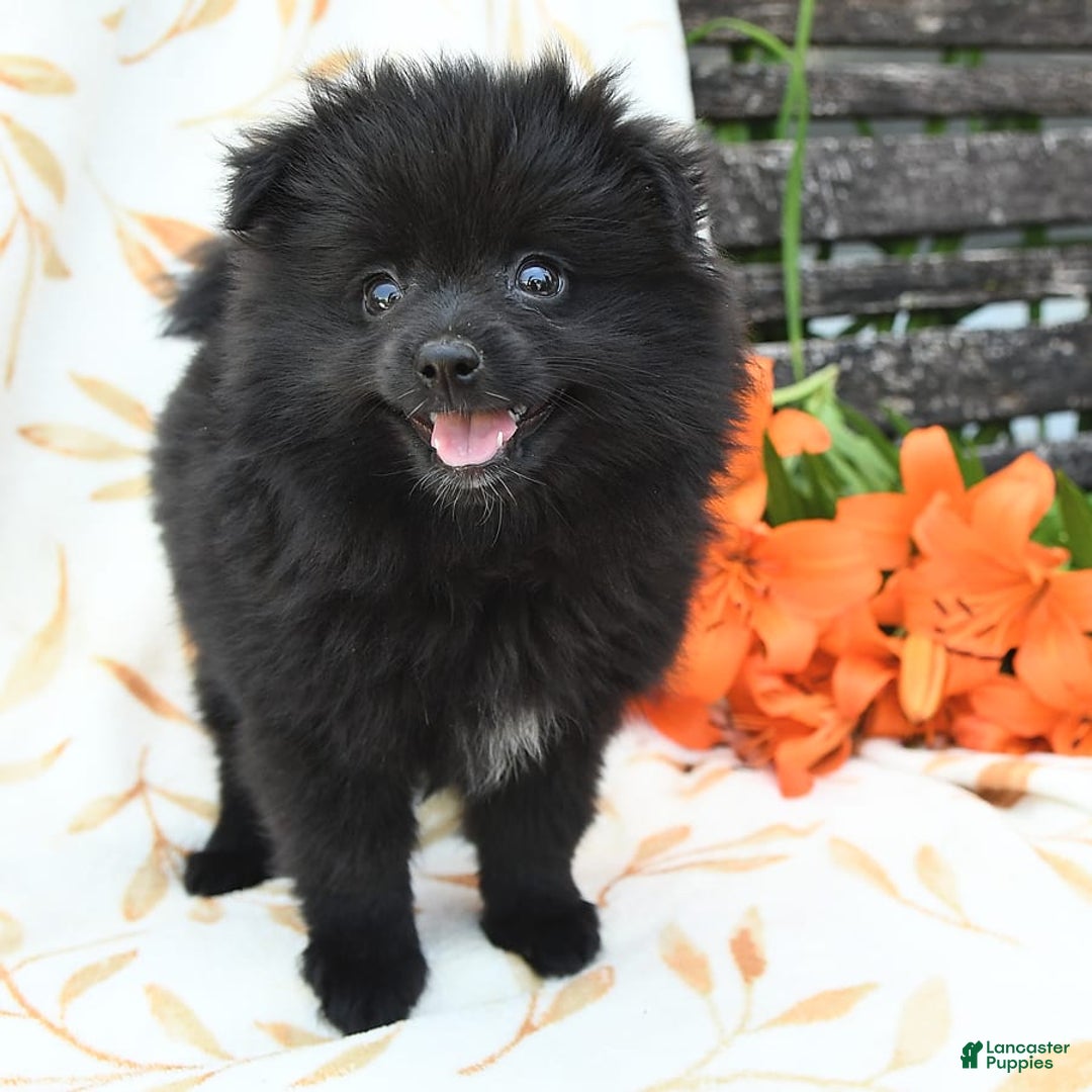 Pomeranian dogs for sale: Jordan - Image 6