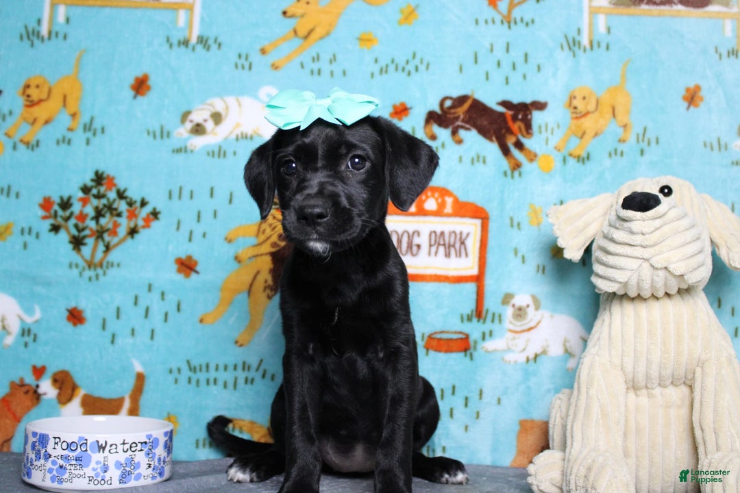 Labrador Retriever dogs for sale: Obsidian - Image 10