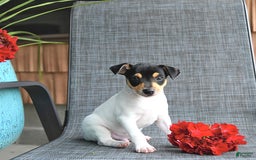 Toy Fox Terrier dogs for sale: Flynn - Image 4