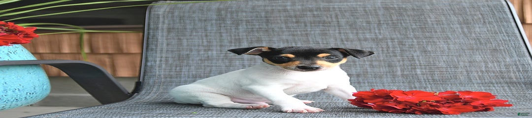 Flynn
