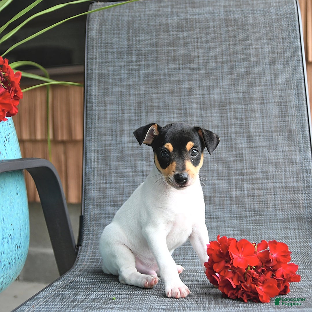 Toy Fox Terrier dogs for sale: Flynn - Image 4