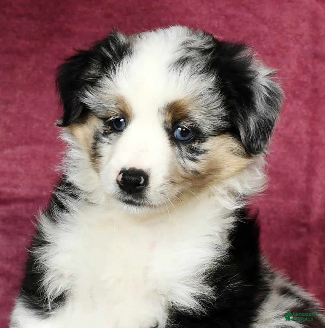 Miniature Australian Shepherd dogs for sale: Ashley - Image 6