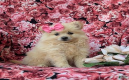 Pomeranian dogs for sale: Kelley Genetic Testing 9 lbs full grown - Image 1