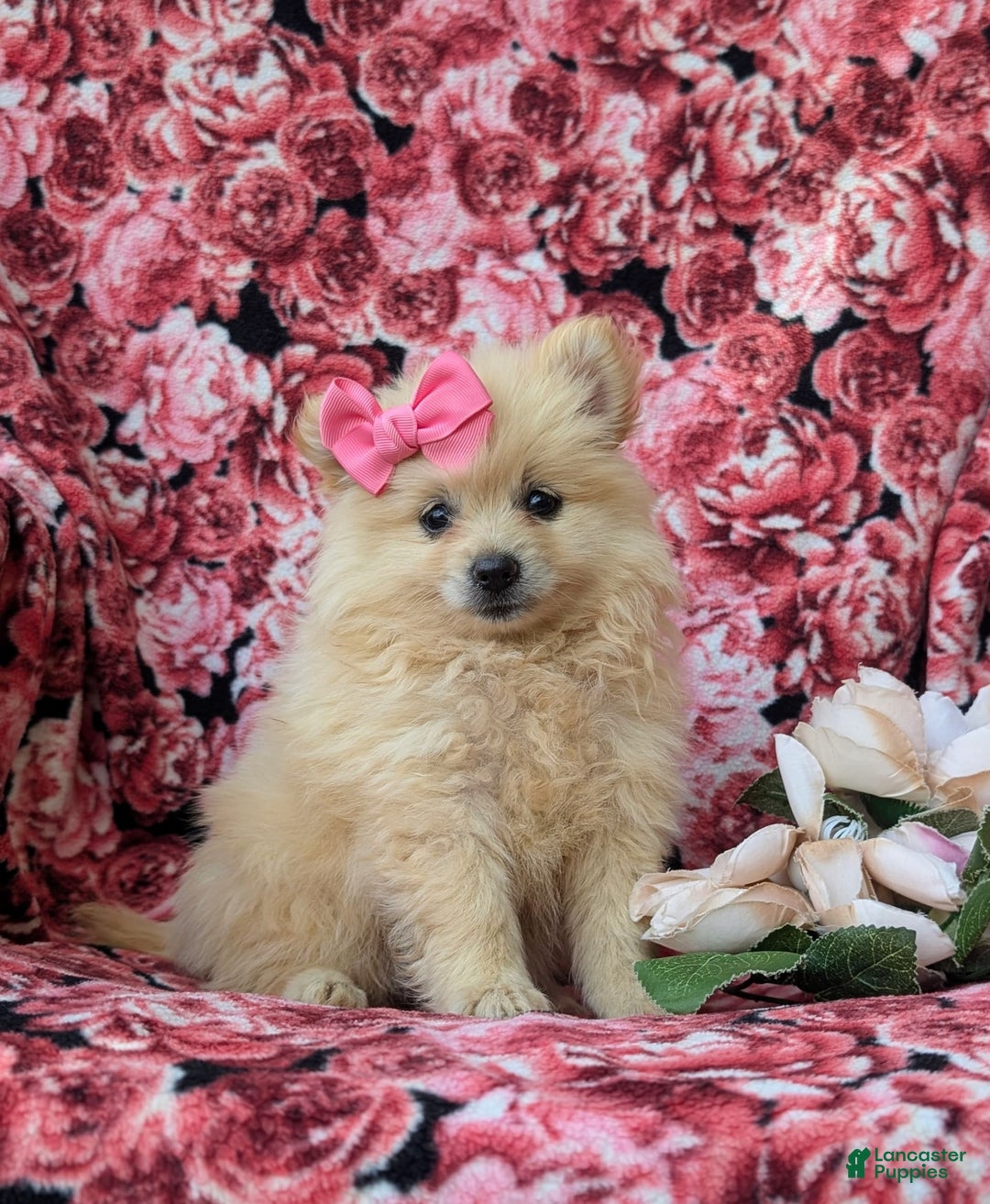 Pomeranian dogs for sale: Kelley Genetic Testing 9 lbs full grown - Image 1