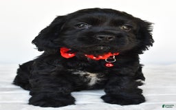 Cocker Spaniel dogs for sale: Poochie - Image 5