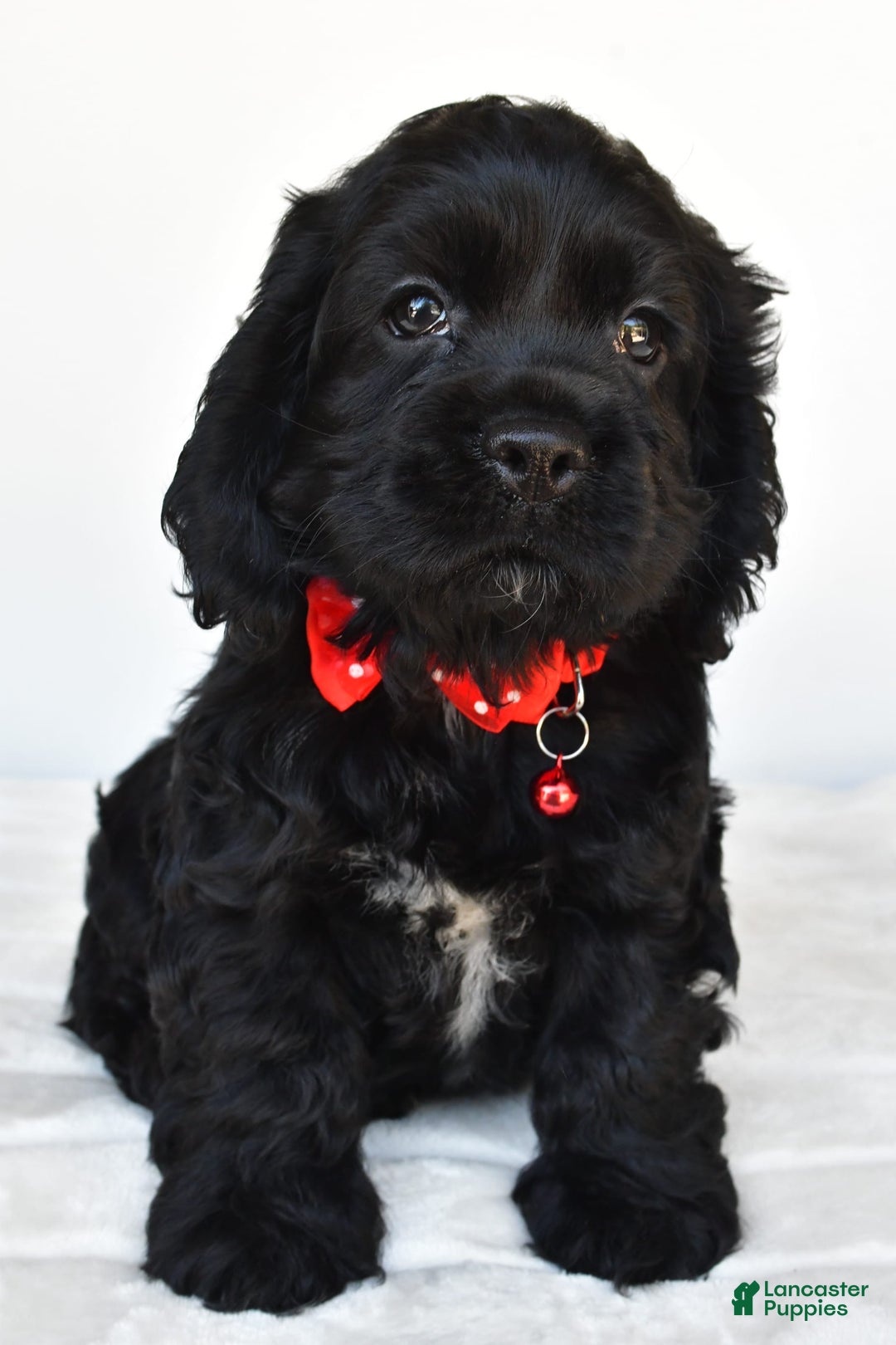 Cocker Spaniel dogs for sale: Poochie - Image 5