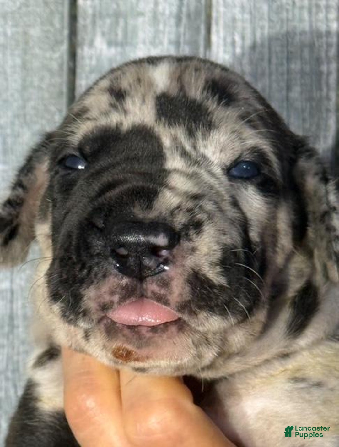 Great Dane dogs for sale: Great Dane 5 puppies - Image 11