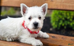 West Highland Terrier dogs for sale: Princess  Akc - Image 1