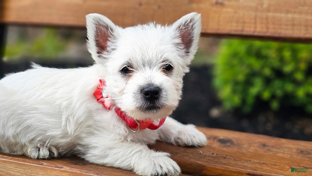West Highland Terrier dogs for sale: Princess  Akc - Image 1
