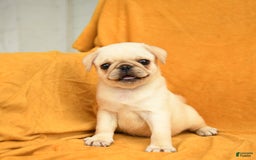 Pug dogs for sale: Pug 6 puppies - Image 8