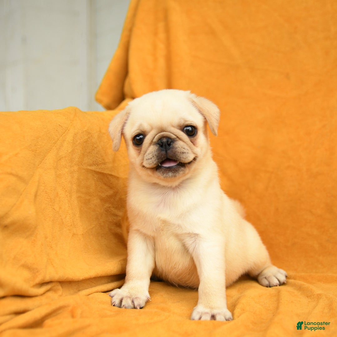 Pug dogs for sale: Pug 6 puppies - Image 8
