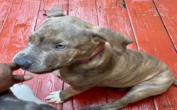 American Bully dogs for sale: Majestic - Image 2
