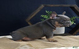 French Bulldog dogs for sale: Hank - Image 5