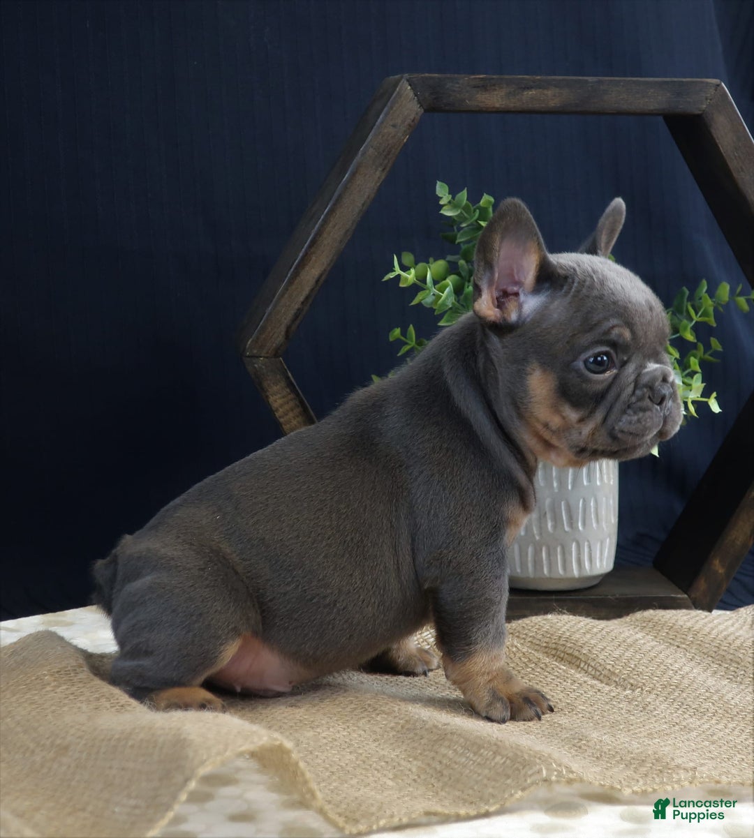 French Bulldog dogs for sale: Hank - Image 5