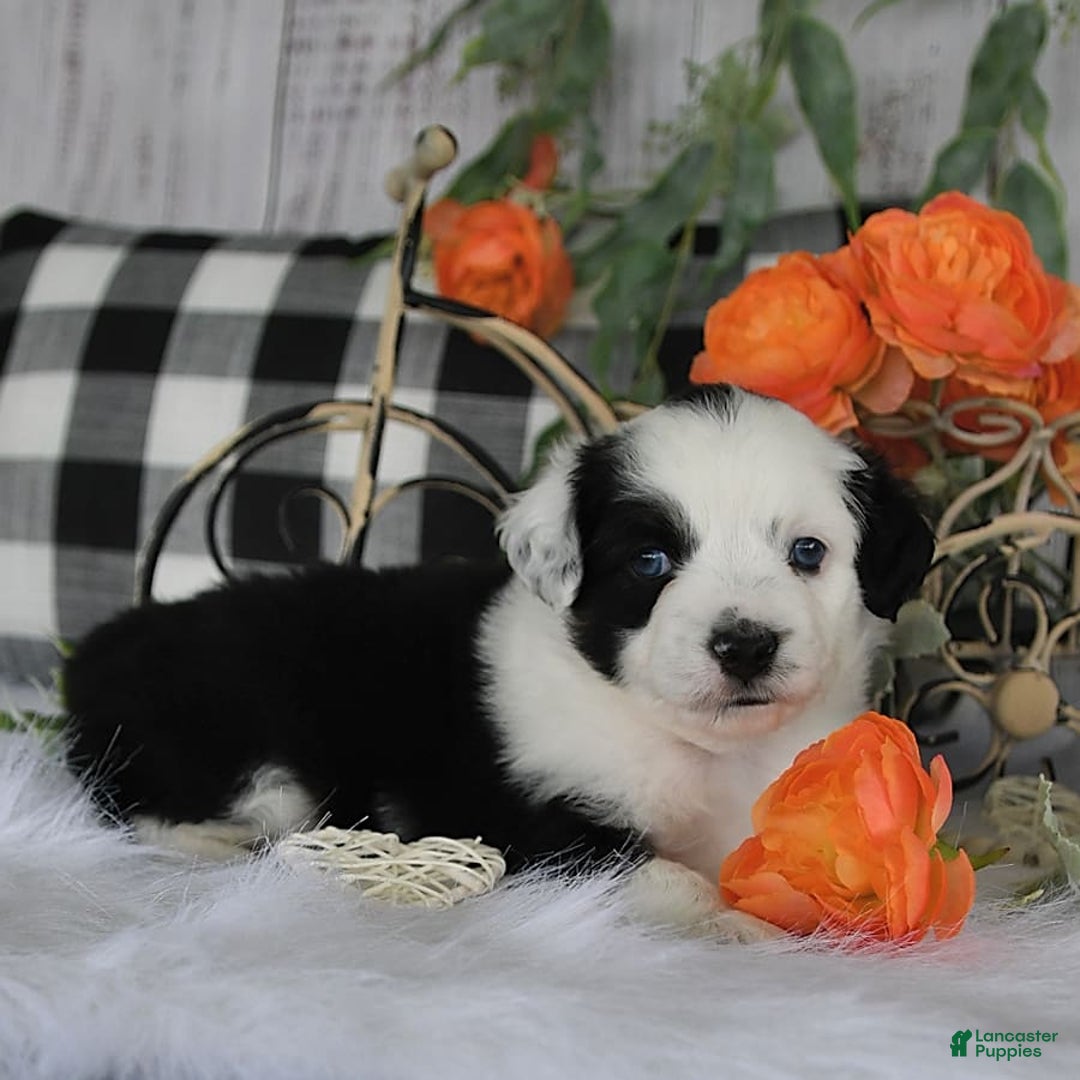 Miniature Australian Shepherd dogs for sale: Axel Toy - Image 12