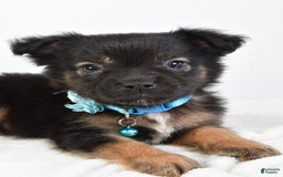 French Bulldog dogs for sale: Clifford - Image 7
