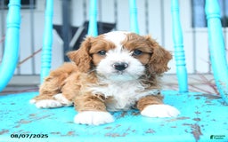 Cavapoo dogs for sale: Aspen - Image 4