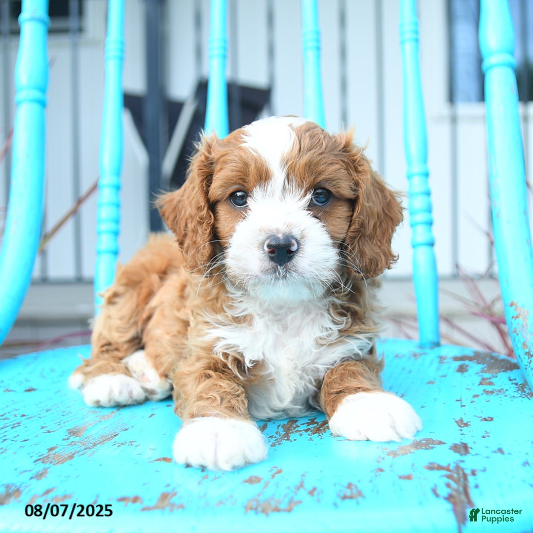 Cavapoo dogs for sale: Aspen - Image 4