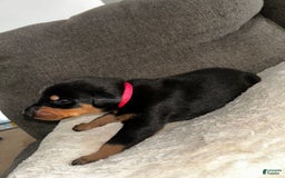Doberman Pinscher dogs for sale: Pink Collar - Image 5
