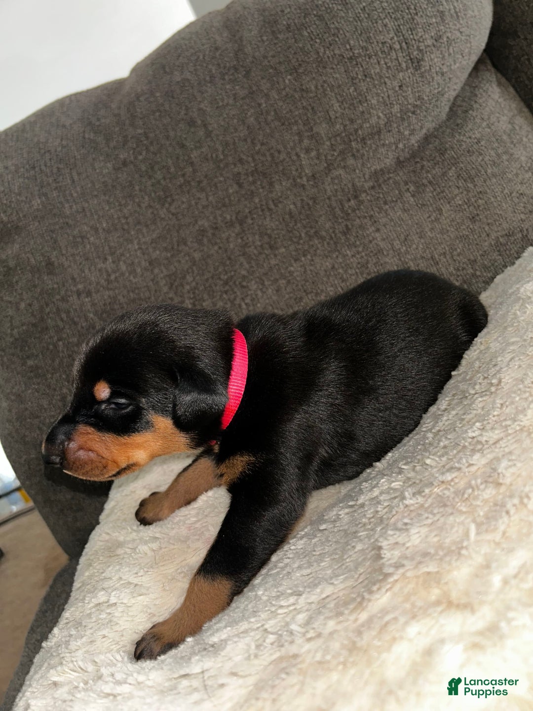 Doberman Pinscher dogs for sale: Pink Collar - Image 5