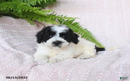 Miniature Poodle dogs for sale: Harper - Image 4