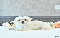 Maltese dogs for sale: Theo - Image 13