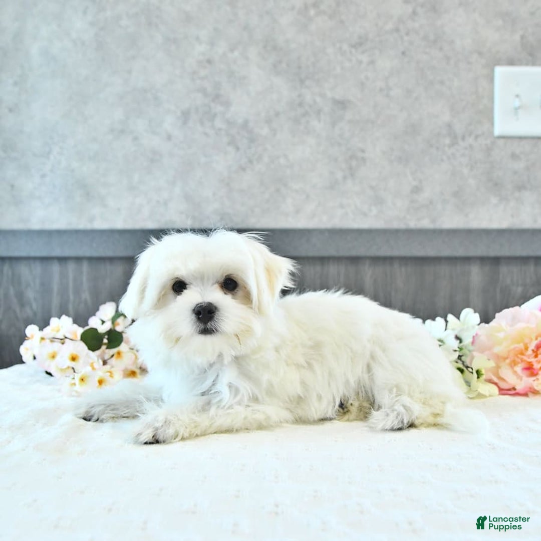Maltese dogs for sale: Theo - Image 13