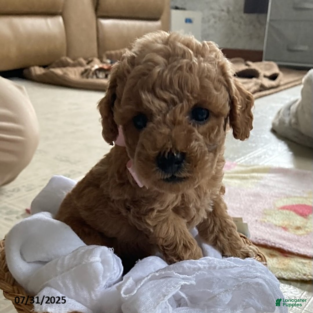 Toy Poodle dogs for sale: Ali - Extra Small - Image 3