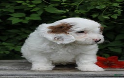 Cavapoo dogs for sale: Max - Image 5